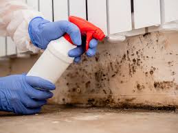 Why You Should Choose Our Mold Remediation Services in Bangor, MI